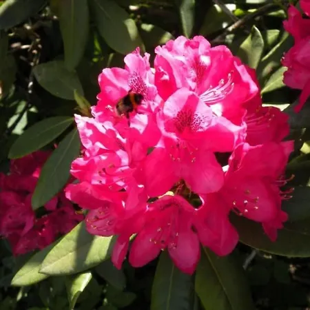 דירה Altes Pastorenhus By Interhome