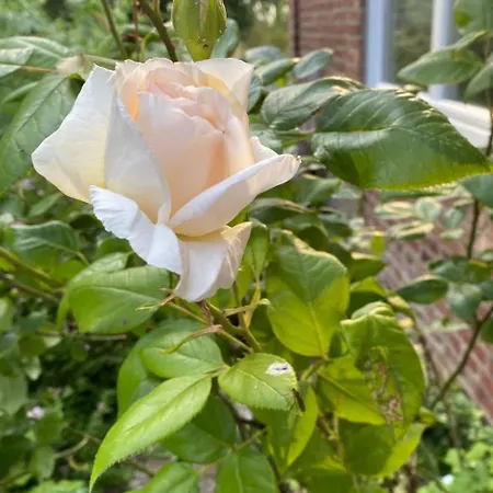 דירה Altes Pastorenhus By Interhome