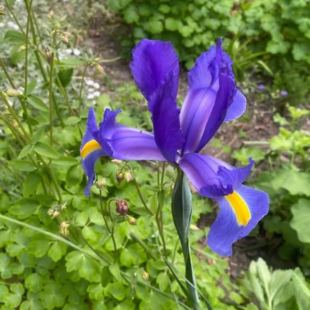 Altes Pastorenhus By Interhome דירה *