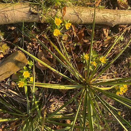 Altes Pastorenhus By Interhome *