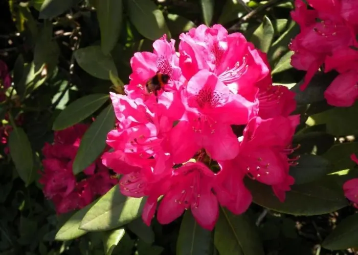 Appartement Altes Pastorenhus By Interhome