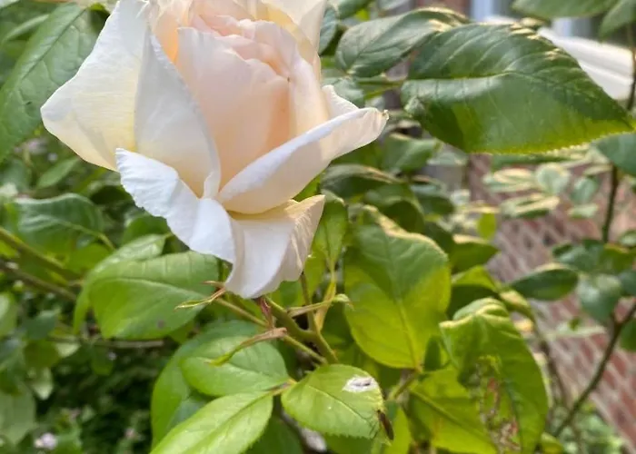 Διαμέρισμα Altes Pastorenhus By Interhome