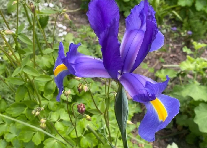 Altes Pastorenhus By Interhome Appartement *