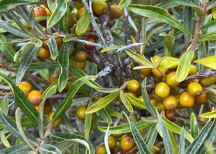 Altes Pastorenhus By Interhome