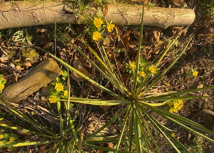 Altes Pastorenhus By Interhome *